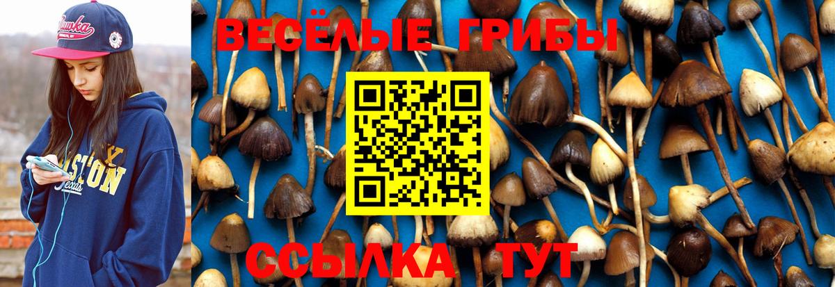 Сургут  купить закладку  Вход с VPN  Галлюциногенные грибы мицелий 